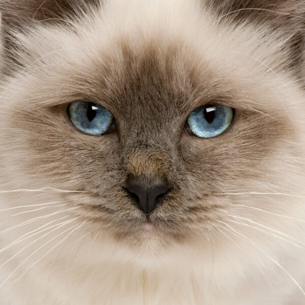 Olhar Felino – Arte Decorativa de Gato - Image 2